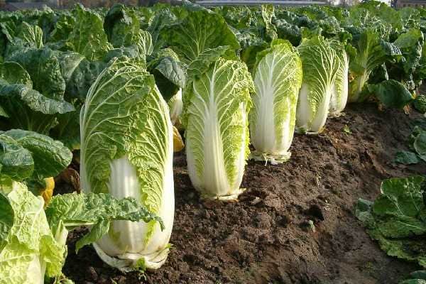 تصویر 2 از خرید کاهو چینی + قیمت فروش استثنایی